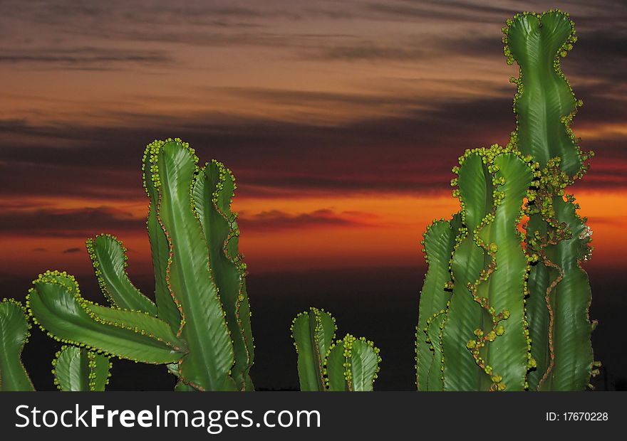 Cacti During Sunset