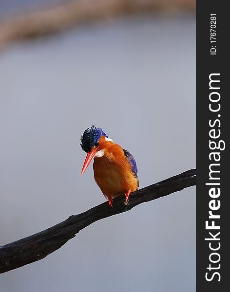 A kingfisher sitting on a tree branch