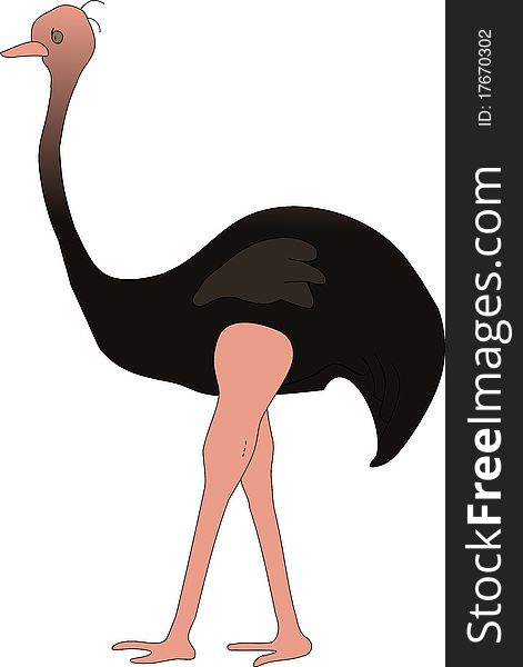 Illustration of Ostrich Bird Walking with white background