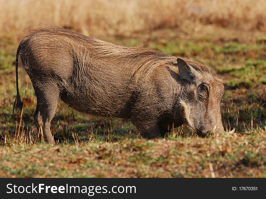 A warthog standing in a veld