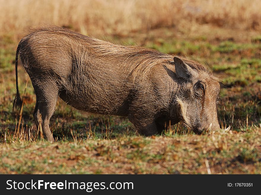 Warthog