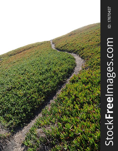 Narrow dirt pathway going through green ice plant off into the horizon with white copyspace above. Narrow dirt pathway going through green ice plant off into the horizon with white copyspace above.