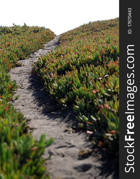 Narrow dirt pathway going through green ice plant off into the horizon with white copyspace above. Very shallow depth of field with the focus point on the horizon,. Narrow dirt pathway going through green ice plant off into the horizon with white copyspace above. Very shallow depth of field with the focus point on the horizon,