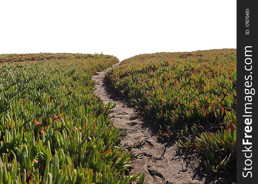 Ice Plant Field with Dirt Pathway