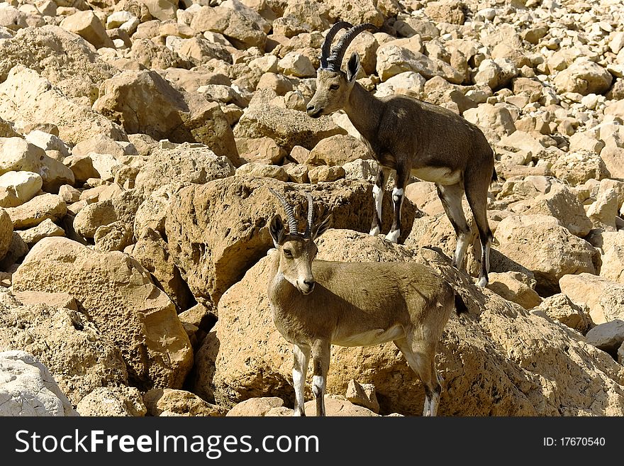 Pair of mountain chamoises among rocks in Israel