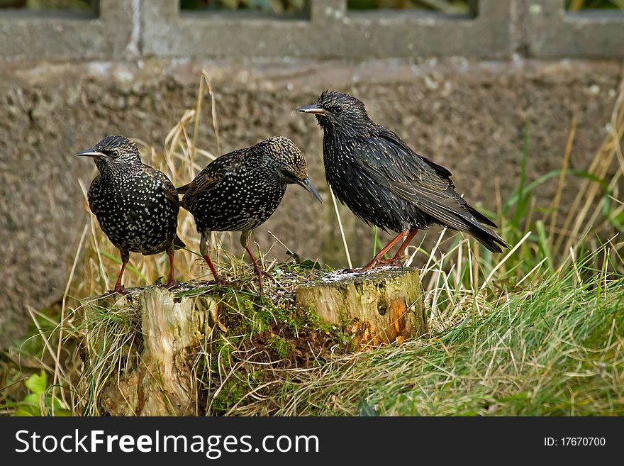 Starling Group