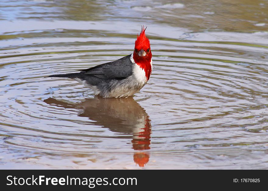 Red-crested Cardinal (Paroaria coronata)