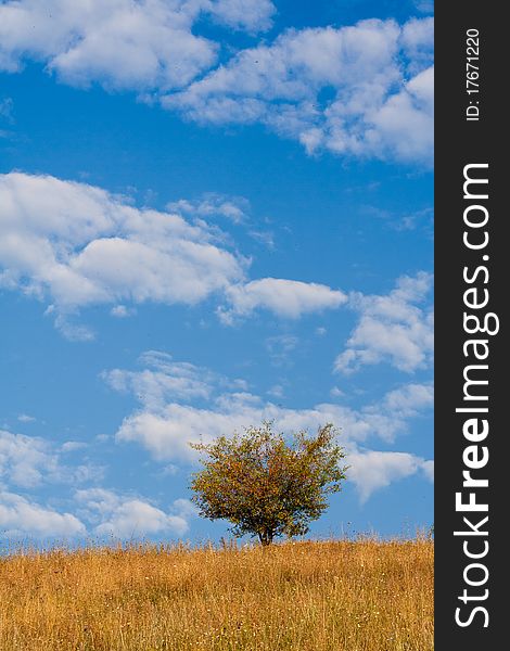 Lonely tree on the hill with beautiful autumn colors