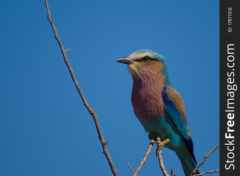 A Lilacbreasted Roller - Kruger National Park, South Africa