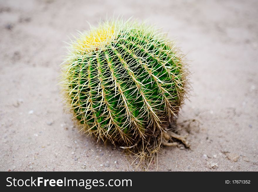 The big green cactus on sand