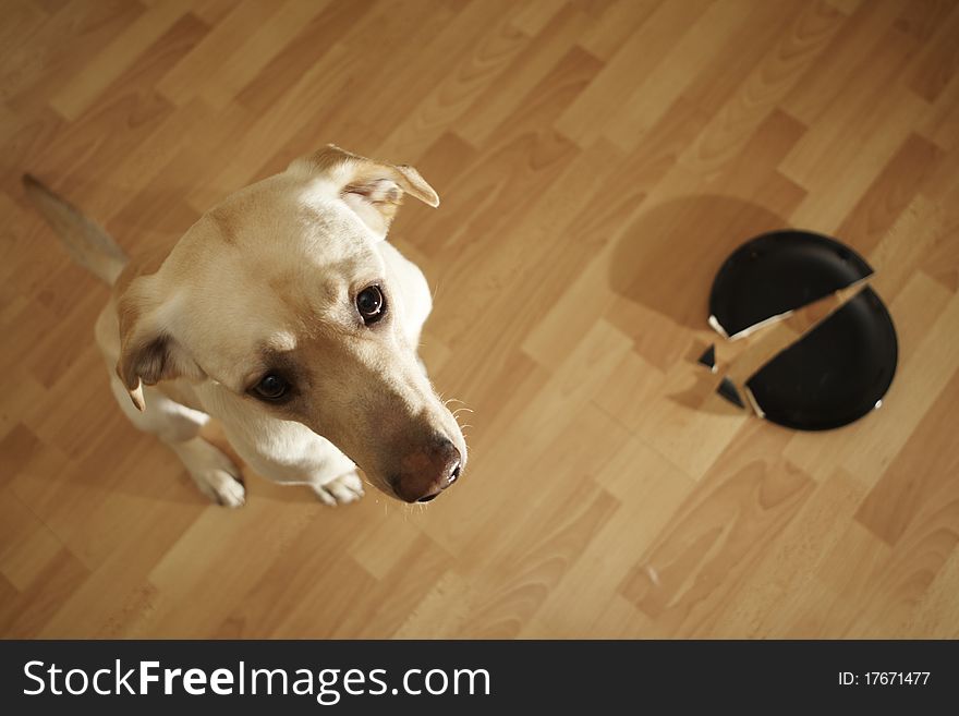 Rascal bright Labrador retriever in the kitchen.