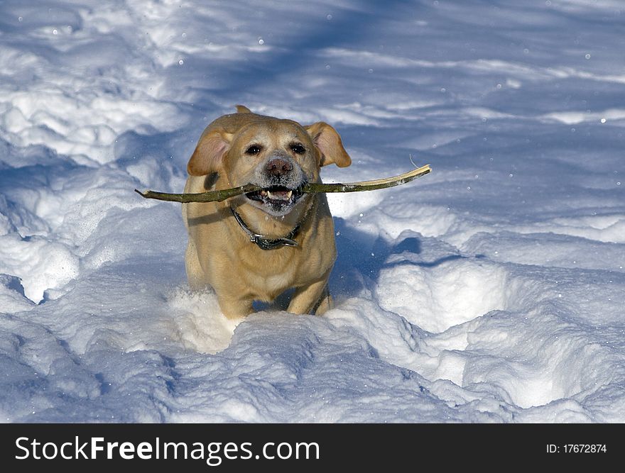 Labrador Retriever and white snow
