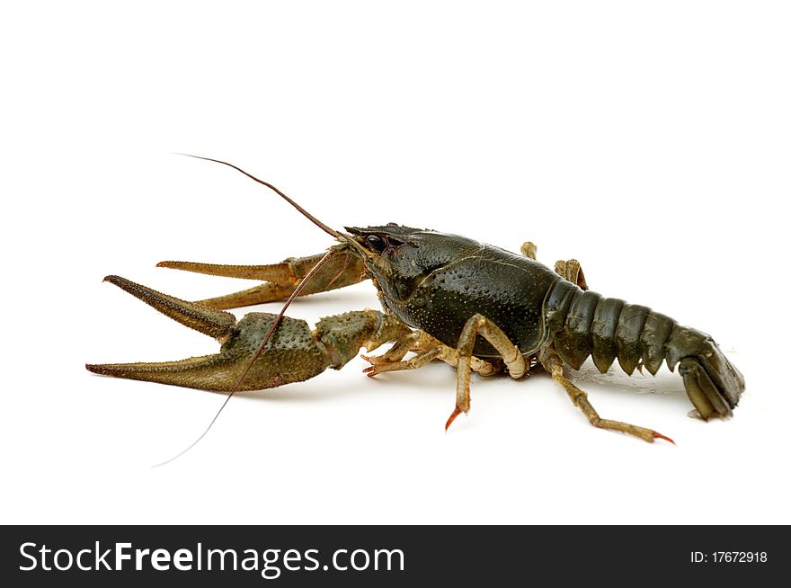 Green Crayfish isolated on a white background. Green Crayfish isolated on a white background.