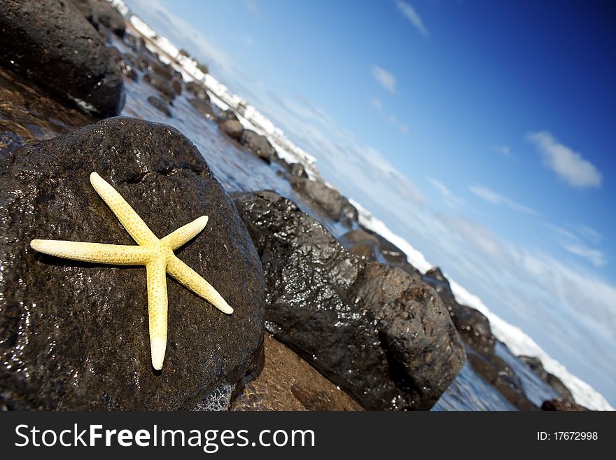 Yellow starfish on dark, rocky beach of Lanzarote island