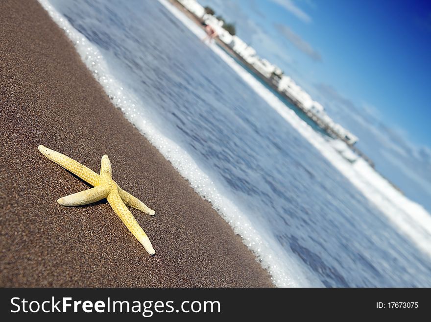 Yellow starfish on dark, sandy beach of Lanzarote island