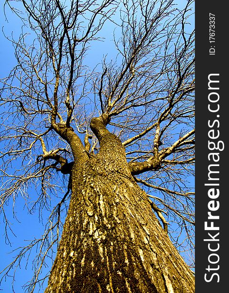 Tree in winter seen from below. Tree in winter seen from below