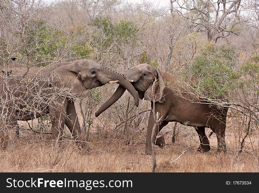 Two bull african elephants fighting in Kruger National Park, South Africa