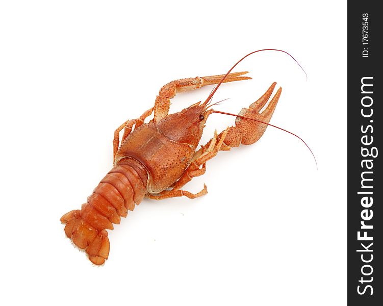 Red crayfish isolated on a white background. Red crayfish isolated on a white background