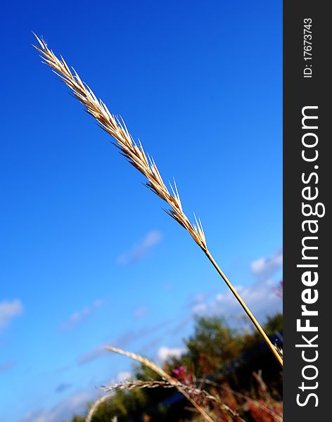 Rye and grass on the sky background