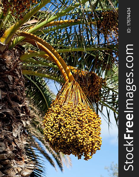 Date palm with bunches of dates