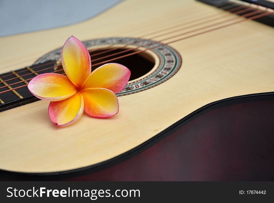 Tropical yellow frangipani on guitar. Tropical yellow frangipani on guitar