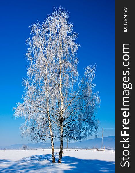 Beautiful winter tree covered with frost There are more inspiring nature motives in my portfolio - thankÂ´s for your further interest!