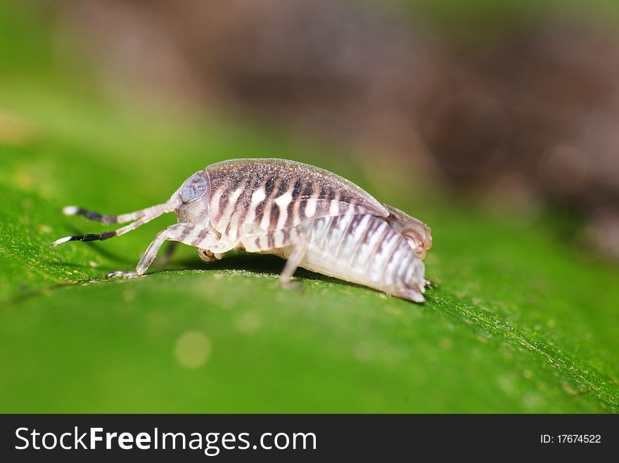 Close up shot of a stripe grasshopper. Close up shot of a stripe grasshopper