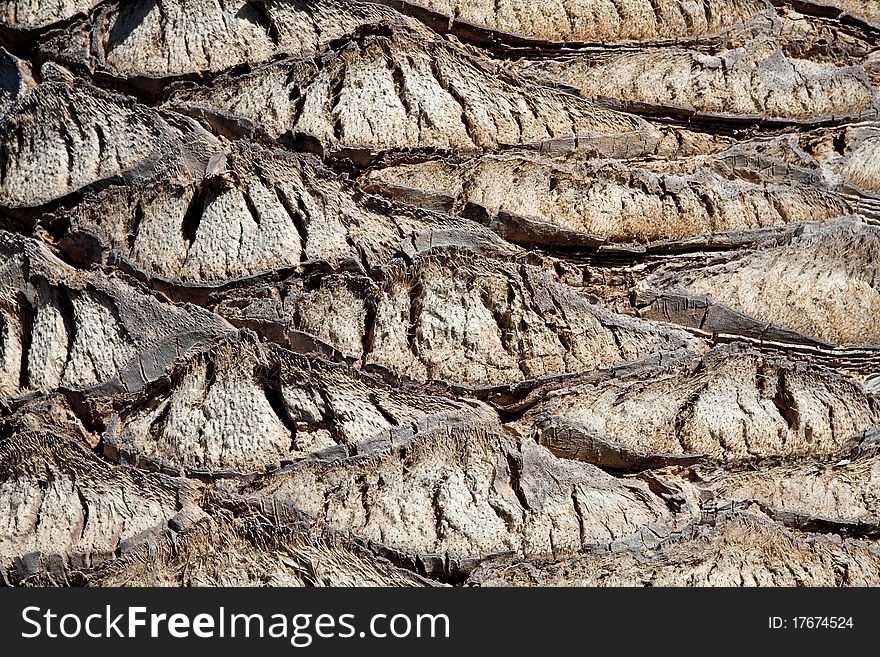 Closeup of palm tree texture