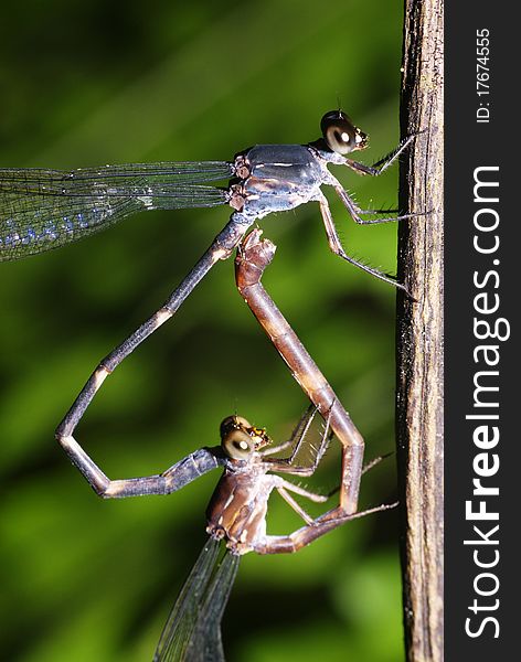 Damselflies mating on a stick in a bush. Damselflies mating on a stick in a bush