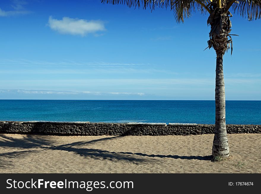 Palm tree and palm tree shadow on the sand