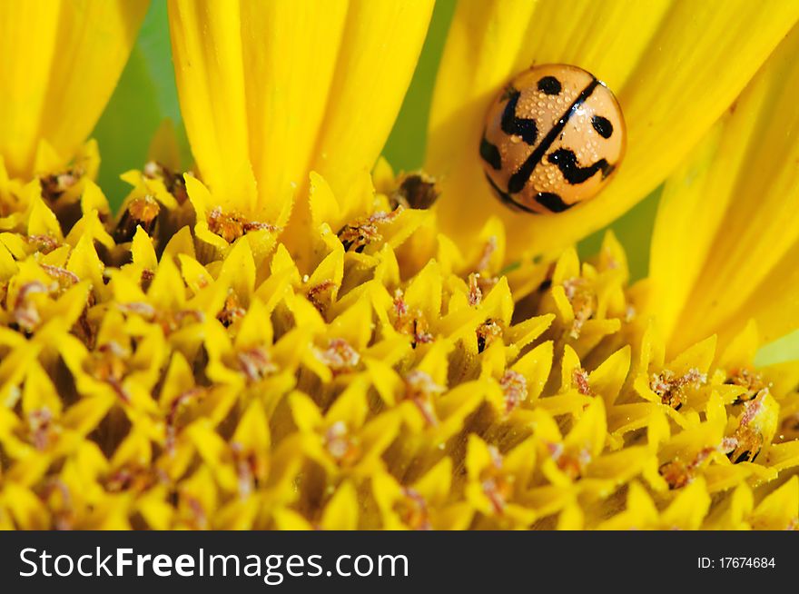 Yellow beetle lying on petals of sunflower