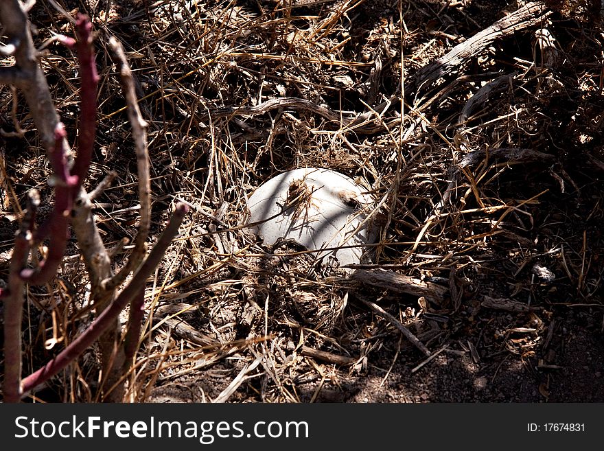 Bushmen Water Storage In Ostrich Eggshell