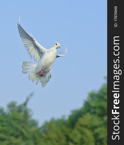 White dove in free flight under blue sky