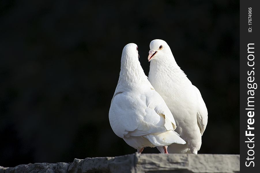 Two loving white doves in a garden