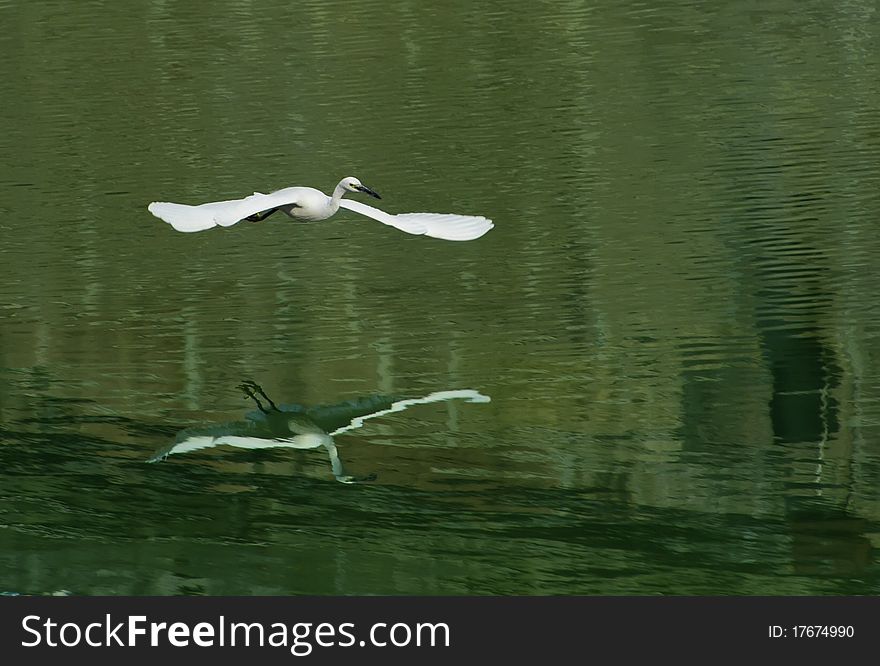White egret extended its wings in flight. White egret extended its wings in flight