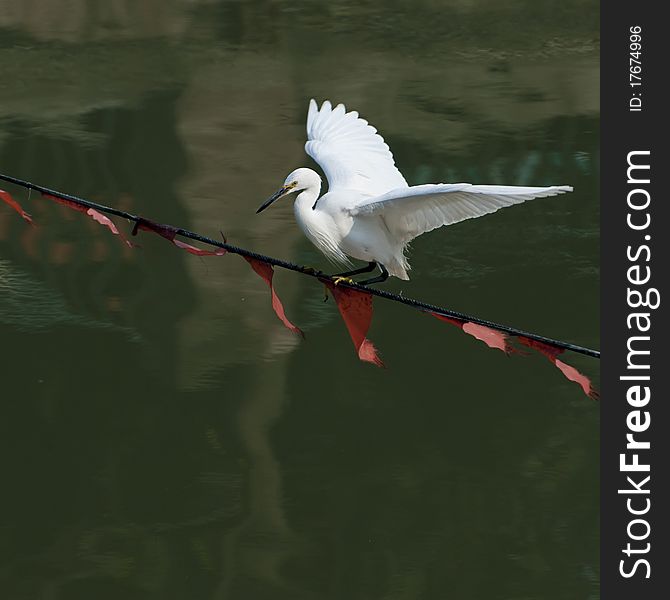 White egret extended its wings in flight