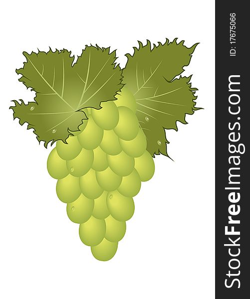 Illustration clous-up green grape isolated - vector