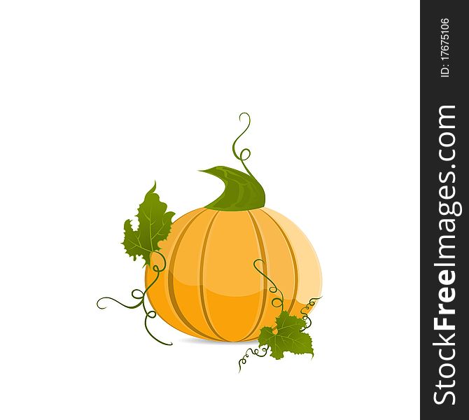 Ripe orange pumpkin vegetable with green leaves - vector