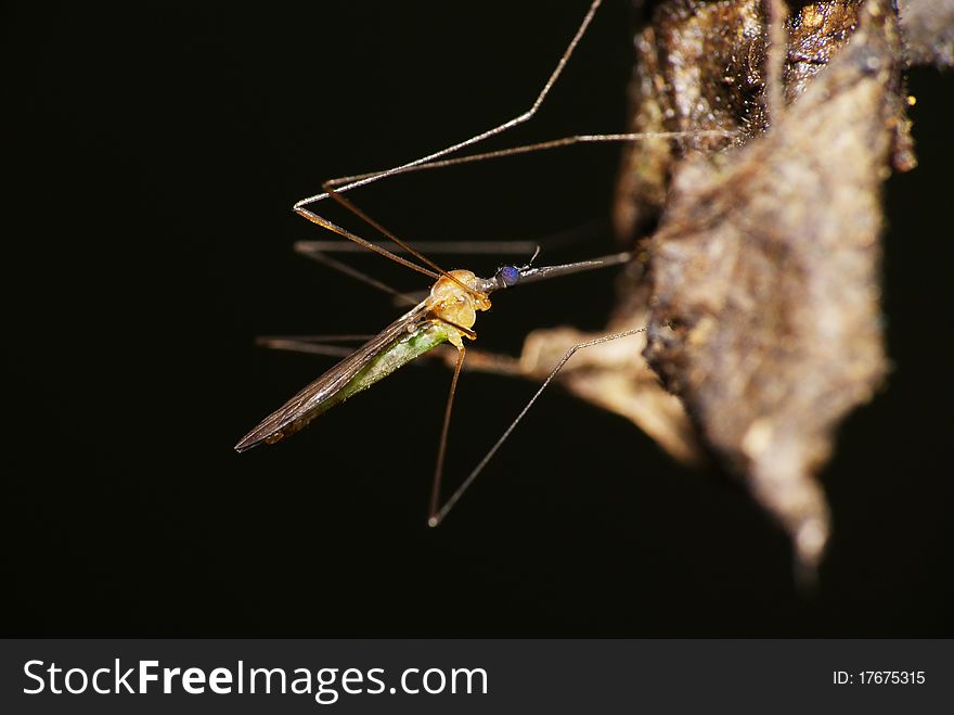 Blue eyes mosquito is drinking water from an old dead tree