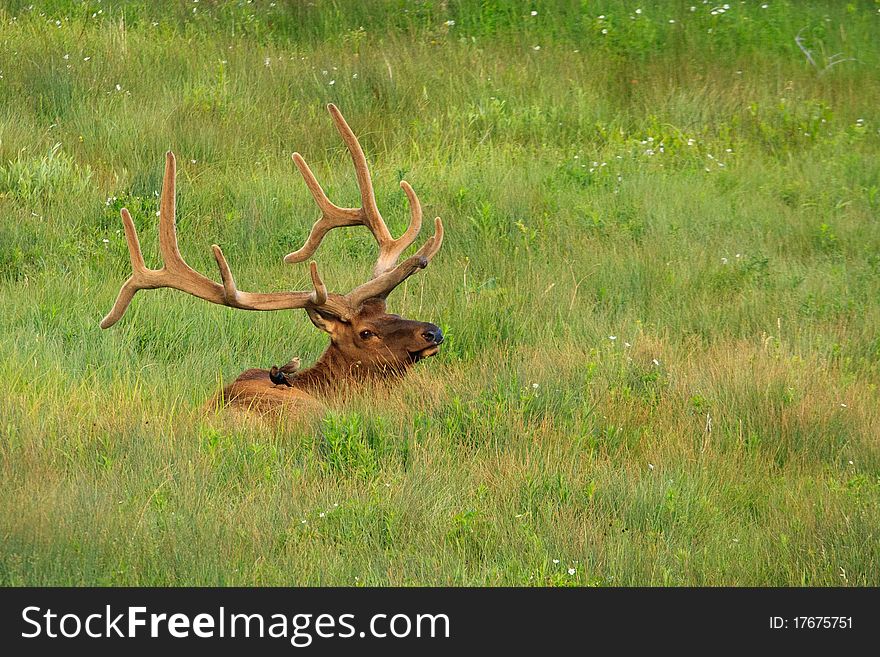 Bull Elk And Brown-headed Cowbirds