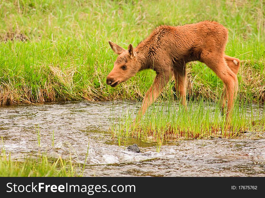 Moose calf crossing stream