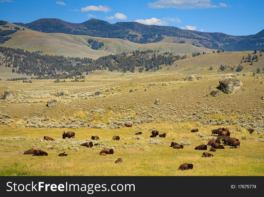 Bison herd resting in Little America