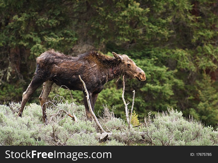 A moose cow scratching her wounds on a tree branch in Yellowstone National Park. A moose cow scratching her wounds on a tree branch in Yellowstone National Park.