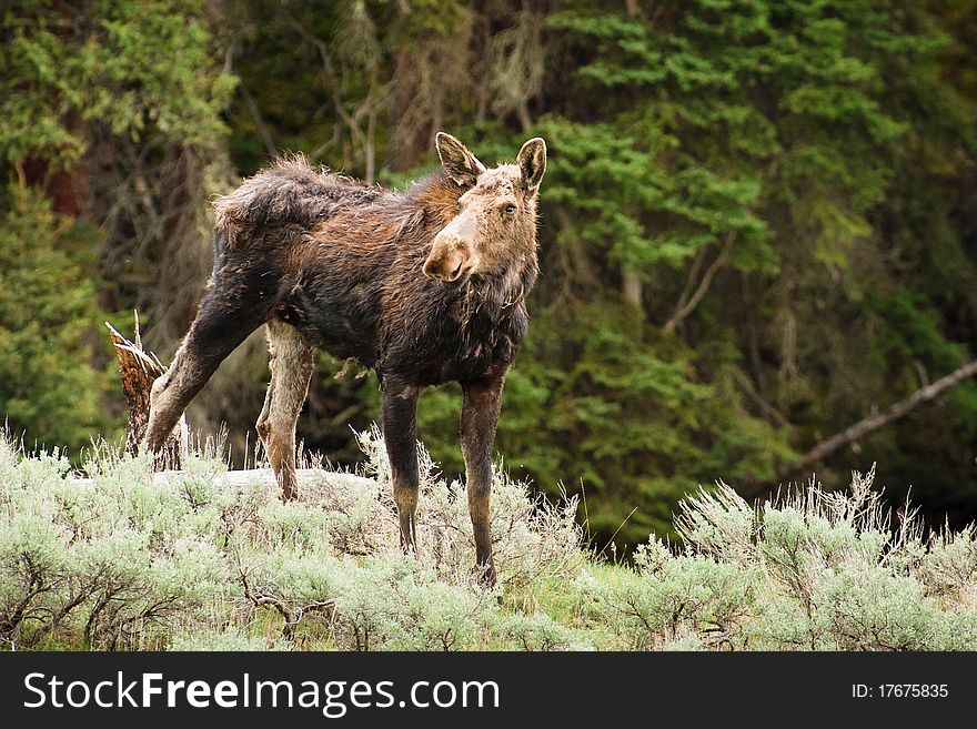 A moose cow looking around her surroundings in Yellowstone National Park.