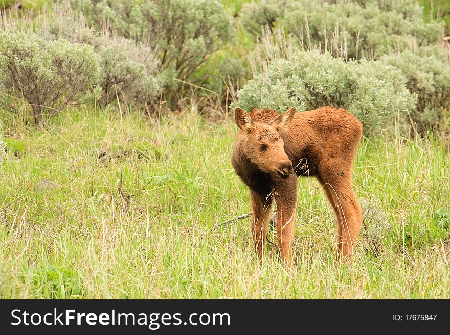 Cute moose calf exploring sagebrush meadow. Cute moose calf exploring sagebrush meadow.