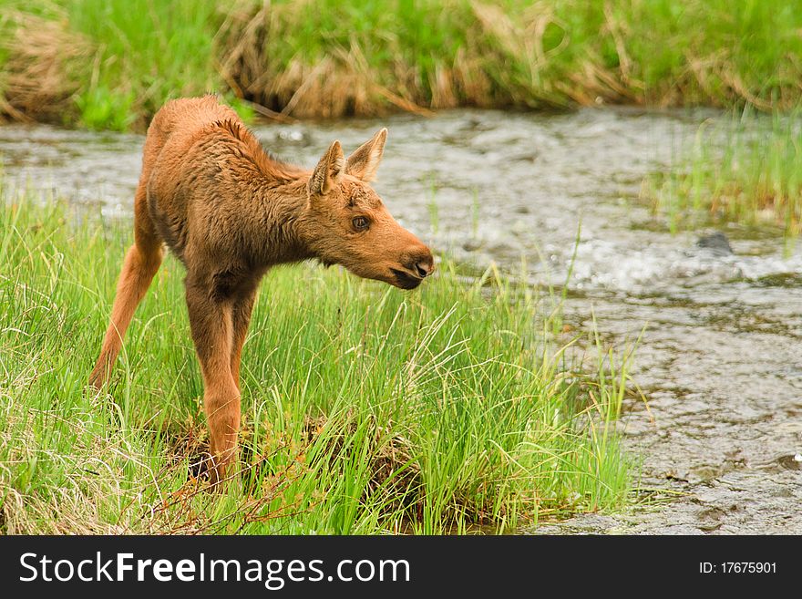 Young moose calf standing on the bank of a small creek in spring, Yellowstone National Park.