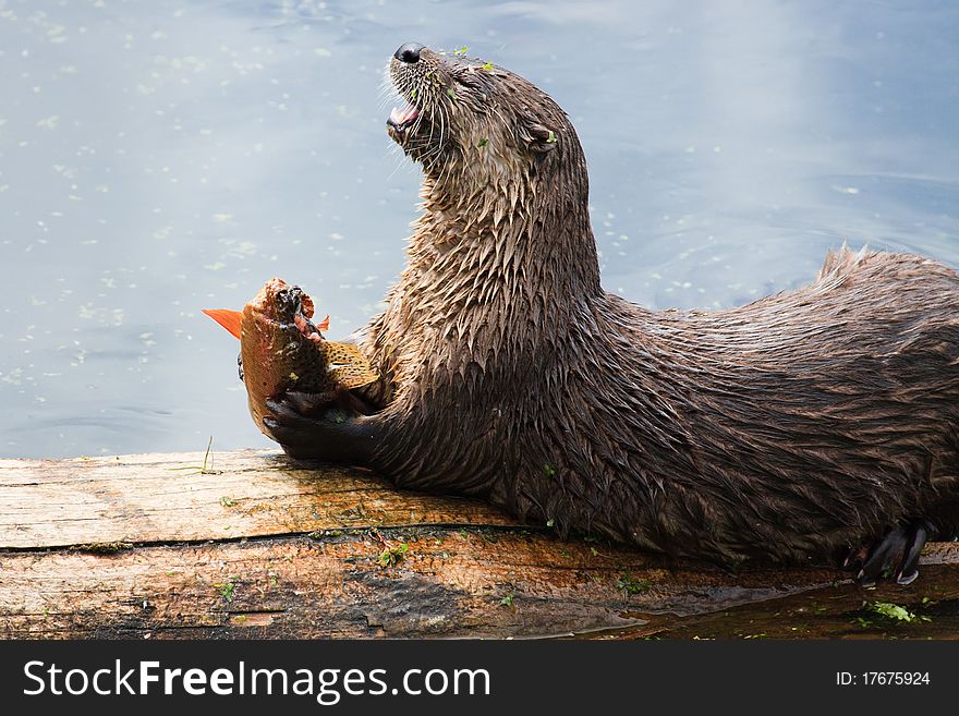 Adult River Otter eating a cutthroat trout on a Yellowstone lake. Adult River Otter eating a cutthroat trout on a Yellowstone lake.