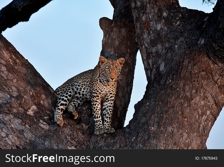 Young female leopard sitting in a huge tree in Sabi Sand nature reserve, South Africa. Young female leopard sitting in a huge tree in Sabi Sand nature reserve, South Africa