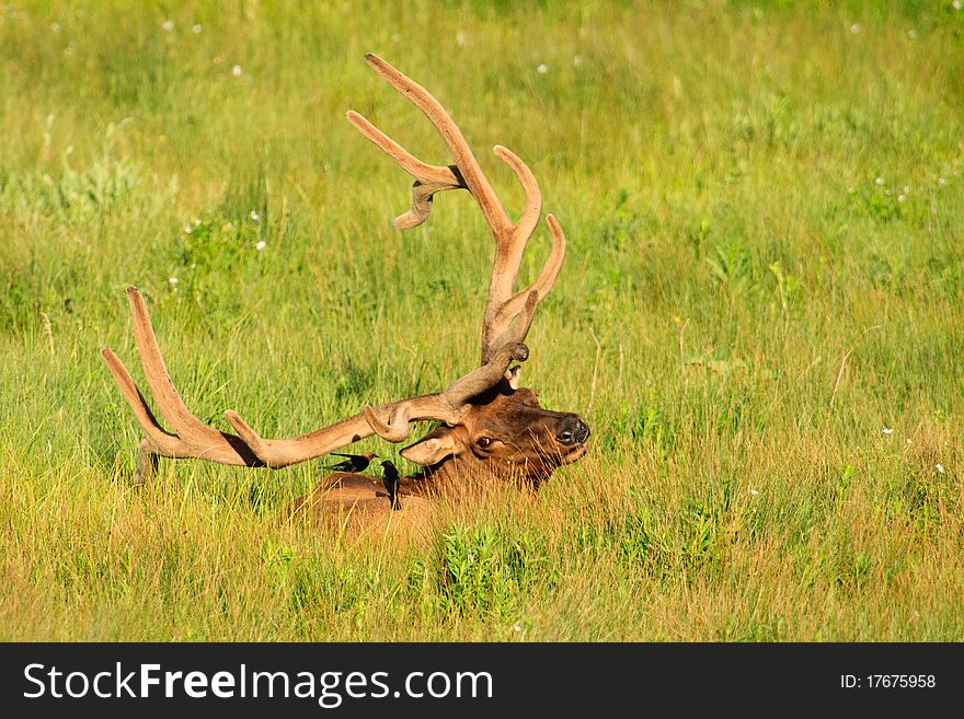 Elk With Brown-headed Cowbirds