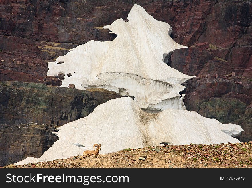 A young bighorn ram rests in front of a cliff covered in snow, Glacier National Park, Montana. A young bighorn ram rests in front of a cliff covered in snow, Glacier National Park, Montana.